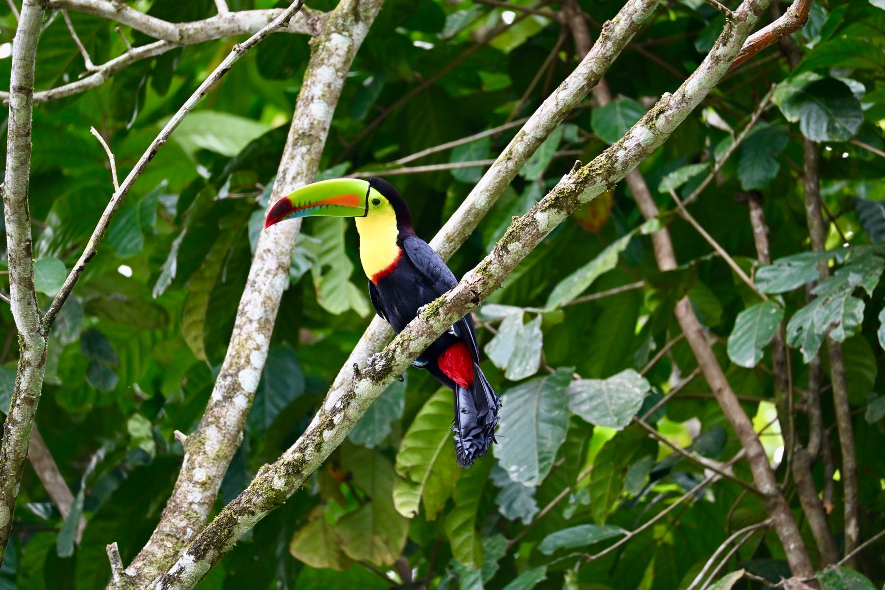 A colorful keel-billed toucan perched in the Costa Rican rainforest